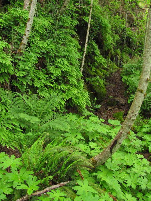 Sandy River Gorge; Loree Harrell, May 2013