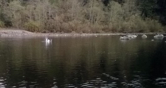 Beaver fwap... slightly annoyed with the three dogs on the bank.